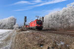 1116 117 von München Richtung Rosenheim mit den fein mit Reif gezuckerten Spitzen der Bäume am 23.01.2026 bei Zorneding.