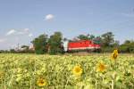 1144.208 fährt mit R-2341 ein Sonnenblumenfeld bei Theresienfeld entlang. 10.8.14