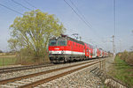 An den frisch blühenden Bäumen vorbei,fährt 1144.267 mit R-2321 bei Sollenau am 3.4.16