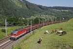 1144 055 mit Güterzug in Bruck/Mur Übelstein am 23.06.2016.