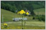 .......... oder so?? (Semmering Sdrampe, kurz nach Spital am Semmering)