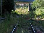 Die Natur erobert sich die Gleisanlagen des stillgelegten Bahnhofes Haag am Hausruck zurck;110811