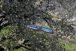 Durch die frisch blühenden Apfelbäume bei der  Apfelwiese  am Eichberg fährt RJ-73 mit 1216.233 am 21.4.17