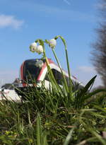 Der Star dieser Tage ist wohl die Frühlingsknotenblume.