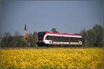 Am 11.April 2016 stand ein Rapsfeld bei Lebing kur vor Groß Sankt Florian in Vollblüte .