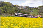 Goldene Felder erblühen derzeit in der Südweststeiermark. 
Hier unter der Burg Deutschlandsberg in voller Blüte bezaubert ein Rapsfeld. 
26.04.2022