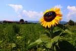 Bei den Temperaturen wird's Sogar dieser Prächtigen Sonnenrose zu Heiss ;-)     Nachschuss auf einen GTW 2/8 bei Frauental Bad Gams am heutigen 17.07.2015 