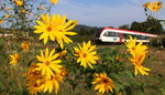 Strahlender Sonnenschein lies die gelben Blümchen in einem Feld bei Graz Strassgang am vergangenen Samstag erstrahlen,...