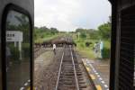 Unbeeindrucht vom Bahnverkehr beobachtet die Buerin ihre Bffelherde beim queren der Bahntrasse.