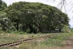 Unter den m�chtigen B�umen ist die Khao Lung Station nur dank der wei�en Stationsschilder zu erkennen.