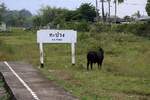 Das soeben der einzige Zug des Tages in Richtung Bangkok hält, tja das geht dem Rindvieh im wahrsten Sinne des Wortes am A...h vorbei. Kapang Station am 10.Jänner 2023.
