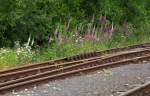 Bunte Fingerhüte am Bahnhof von Mikolasovice.22.06.2014 15:03 Uhr.