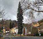 Beeindruckend, die große Fichte  am BÜ in Bečov nad Teplou.