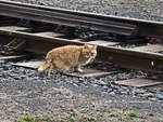 Bei jedem Spaziergang konnte man diese Katze am Bahnwärterhaus am Bahnhof Franzensbad treffen, hier am 20. Februar 2019.