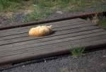 Gar nicht stören durch die vorbeifahrende  Brotbüchse  lässt sich dieses Kätzchen, welches  sich auf dem BÜ im Haltepunkt Jirice sonnt.