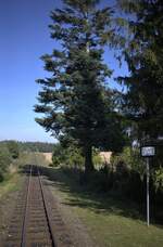 Die Streckentanne bei Amalin.