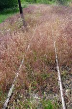 Viel zu sehen ist nicht mehr vom Gleisabzweig aus Dombrad zum Bahnhof Herminatanya der 2009 stillgelegten Schmalspurstrecke von Nyiregyhaza nach Dombrad und Balsa, 29.