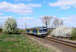 Es is Frühling! Der 117 274-er Triebwagen verlässt Komárom zwischen blühenden Bäumen und Büschen.