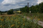 Nahe des Haltepunktes Thüngersheim passiert eine Doppeltraktion fabrikneuer 4744 der Györ-Sopron-Ebenfurti Vasút/Raab-Oedenburg-Ebenfurter Eisenbahn ein Sonnenblumenfeld. (26.07.2016)