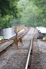 23.7.2012 Harpers Ferry, WV. Eine Reh-Familie beobachtet einen Bahnfotografen. (Und umgekehrt)