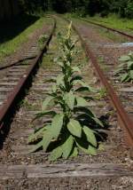 17.6.2012 Danbury, CT. Die New England mit Zentral-USA verbindende Maybrook Line irgendwo in der Stadt. Gelegentliche Überführungen / Anschlussbedienungen finden kaum noch statt - nach der Pflanze zu urteilen schon etwas länger her...