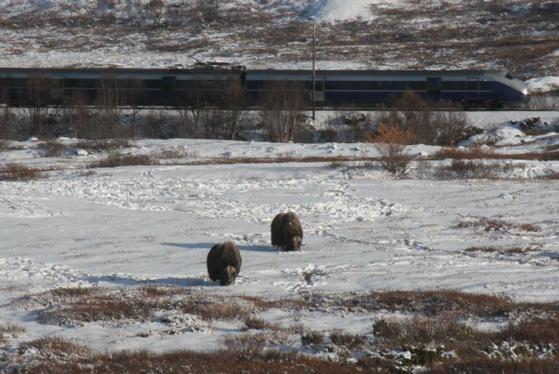 Tundra live! Whrend zwei Moschusochsen im Dovrefjell grasen, donnert ein Sigantur von Trodheim nach Oslo die Steigung nach Hjerkinn hoch; 05.10.2009