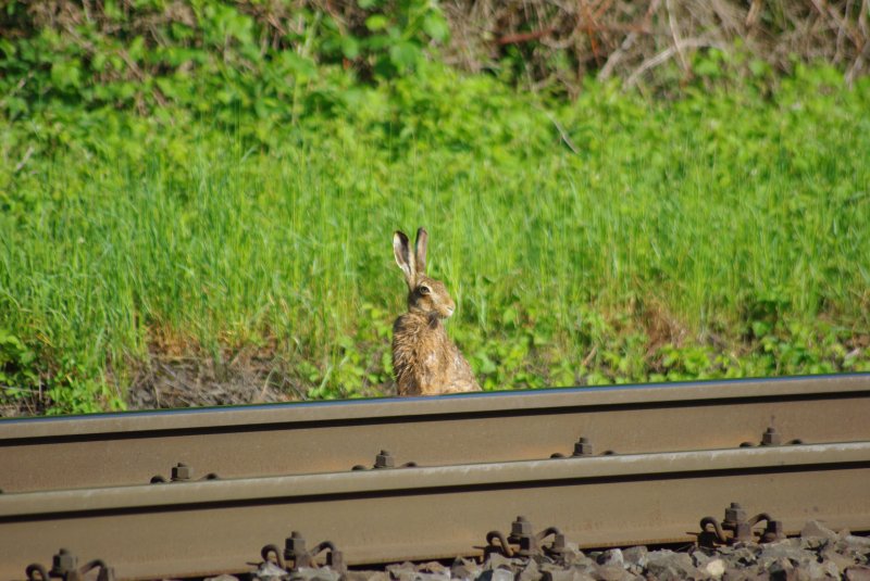Und wie ich so am Streckenrand steh bekomm ich pltzlich Besuch von Meister Lampe :) 12.05.09 - Eschwege West.