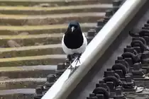 Mit der Gleiskontrolle auf Gleis 3 war Frau Elster beauftragt. Nur wo ist die persönliche Schutzausrüstung? Berlin Schönefeld Flughafen am 20.03.2017