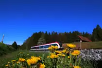 Der wunderbare gelbe  Realsolot  ist zurzeit fast überall anzutreffen ,.... 

Gaselsdorf am 8.April 2017