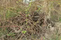 Die Natur erobert alles zurück. 09.04.2017  11:18 Uhr Strecke Dresden - Berlin, bei Oberau.