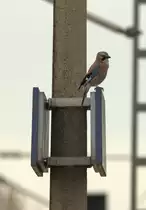  Ich sehe Krähen in der Nähe, der Niederauer Häher ist aber näher  modifiziert aus
My Fair Lady   25.04.2017 17:59 Uhr.