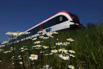 Margeriten Zeit is ,.....
Ein Zug der Linie S6 bei Frauental Bad Gams.