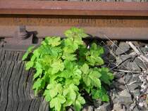 da haben wir es wieder
die Eisenbahn gibt es doch schon etwas l�nger
Bahnsteiggleis in Pforzheim