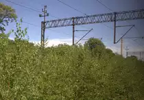 Hier gibt es wohl  grünen Strom    Nähe Gryfow Slaski. 09.06.2017   14:27 Uhr.