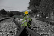 Und weil Sie mir gar so gefällt hab ich mal im Photoshop rumgespielt

13.Juli 2017 auf der nicht mehr befahrenen Sulmtalbahn. 
