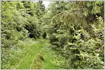Eine Motorsäge gehört zur Ausrüstung der Waldbahnmannschaft. Die Vegetation nimmt hier schnell überhand und das Trasse ist kaum auszumachen.Standort der Aufnahme 5km hinter Comandau. (15.06.2017)