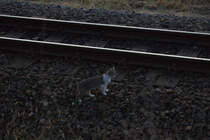 Wartet auf den letzten Zug..........in Dippelsdorf.30.08.2017 19:31 Uhr.