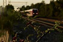 Ein für Bahnstrecken typisches Bild ist der Wildwuchs von Gräsern, Büschen und Bäumen. Hier verdeckt ein Rosenstrauch mit Früchten eine Einfahrende S8 die vom 1440 322 geführt in Korschenbroich ankommt. Donnerstag den 21.9.2017