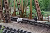 Verierrte Ziegen in der Nähe von Sinaia am 14.05.2016