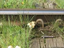 Pilskultur im Gleis der Borkumer Kleinbahn. 23.08.2006