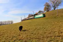 MBC-Lok 21 schleppt Güterwagen auf Rollböcken hinauf auf die Anhöhe von Apples, um dort Zuckerrüben zu holen. 17.Oktober 2017 