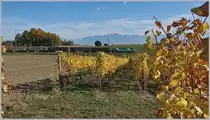 Die BAM MCB Ge 4/4 22 mit ihrer  Süssen Fracht  auf der Fahrt Richtung Morges beim durchqueren der Rebeberge bei Vufflens le Château.
17. Oktober 2017