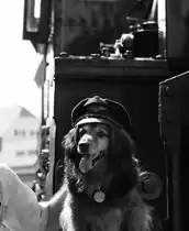 .REX hat uns verlassen. .
Am 1.11.2017 hat der  Vierbeinige Eisenbahner Dackel seine Augen geschlossen. 
Sein Herr´l hat er auf jeder nur erdenklichen Sonderfahrt begleitet und bot uns immer wieder Nette Fotomotive. 

Hier im Bild eine der wohl einzigartigsten  Fotosasions  am 11.9.2016 vor 29.671 im Bahnhof Köflach.
