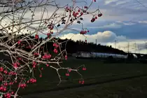 Auch wenn einmal plötzlich der Zug im Hintergrund steht... SBB Re 460 065 mit Werbung für Pro Montagna unterwegs am mit dem IC 1 von Genève Aéroport - St. Gallen bei Abendstimmung bei Bassersdorf.
