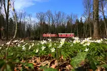 Die Buschwindröschen wuchern geradezu in den letzten Tagen ! 
Ein richtiger Augenschmaus sind die feinen Blüten wenn man sie näher betrachtet. 
Ich bin fast der Meinung das heuer viel mehr von diesen kleinen Schönheiten als in den letzten Jahren blühen. 
Ganz unberührt davon tut DH1100.2 ihren Dienst und rollt mit Ihrem unverkennbaren Sound und einem Güterzug am Haken in Richtung Wies. 
Bei Hohlbach am 9.April 2018

