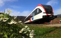 Wenn man im Graben liegt stehen die Ranunculoideae  alias Buschwindröschen die zur Art der
Hahnenfußgewächse gehören ganz schön groß da . 

Frühling in der Weststeiermark 9.04.2018 