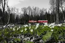 Und weil sie gar so Schön sind gibt's noch eins mit den Buschwindröschen bei Hohlbach. 
9.04.2018