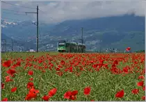 Die Mohnblumen reizten, nicht nur ein Bild zu erstellen, das eine oder andere auszuprobieren: Dieses Bild zeigt viele Mohnblumen (und Landschaft) aber wenig Zug.
Der TPC Bhe 2/6 545 auf dem Weg nach Aigle in der Rohne-Eben kurz vor Villy.
24. Mai 2018