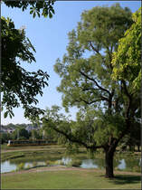 Der Baum (und die Bahn)

Ein Zug auf der Stuttgarter Linie U14 verlässt die Haltestelle Mineralbäder in Richtung Mühlhausen. Nach den städtischen Bildern gestern, heute drei sehr grüne Aufnahmen mit eher unauffällig integrierter Bahn.

31.07.2018 (M)