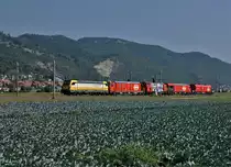 SWISS RAIL TRAFFIC AG
Rem 487 001 bei Oberbuchsiten unterwegs am 20. August 2018.
Foto: Walter Ruetsch